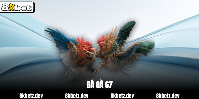 Đá gà 67