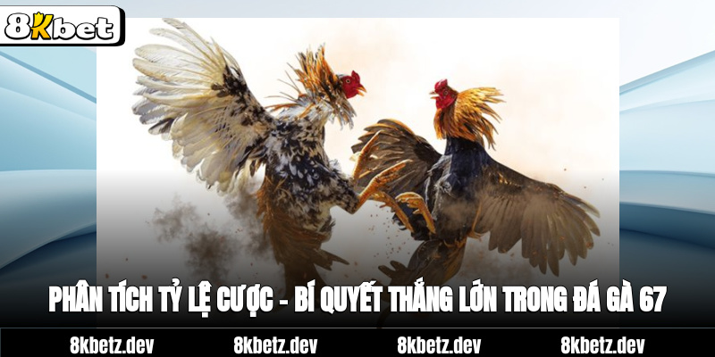 Phân tích tỷ lệ cược – bí quyết thắng lớn trong Đá gà 67
